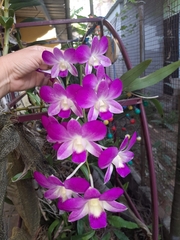 Dendrobium