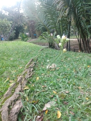 Erigeron floribundus