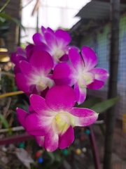 Dendrobium