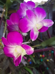 Dendrobium