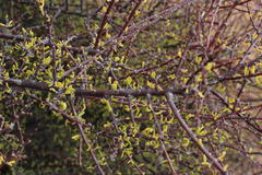 Portulacaria fruticulosa