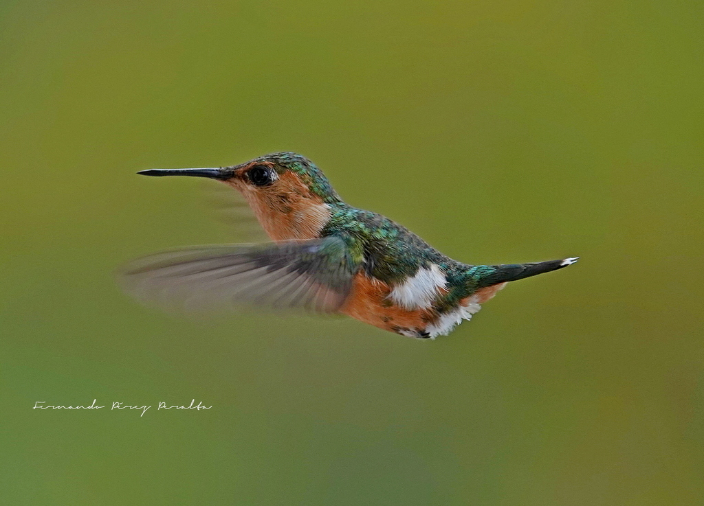 Sparkling-Tailed Woodstar