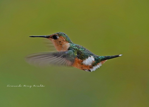 Sparkling-tailed Woodstar