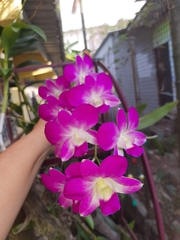Dendrobium
