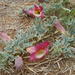 Harpagophytum procumbens procumbens - Photo (c) georgfritz, algunos derechos reservados (CC BY-NC)