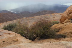 Portulacaria fruticulosa