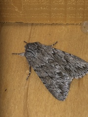 Andropolia contacta