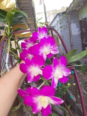 Dendrobium