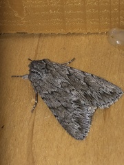 Andropolia contacta