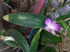 Dendrobium