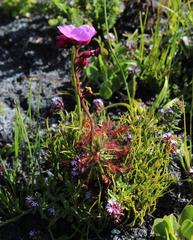 Drosera glabripes