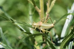 Ephippiger terrestris terrestris