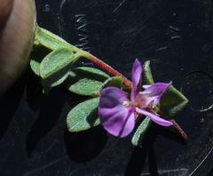 Indigofera sarmentosa