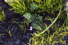 Indigofera sarmentosa