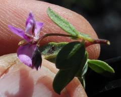 Indigofera sarmentosa