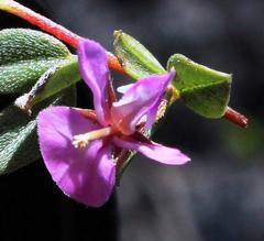 Indigofera sarmentosa