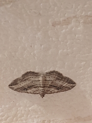 Costaconvexa polygrammata