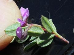 Indigofera sarmentosa