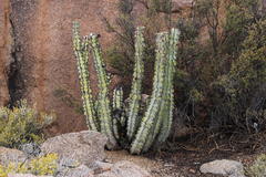 Euphorbia virosa virosa