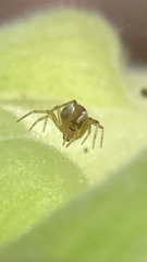 Anelosimus studiosus