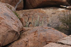 Euphorbia virosa virosa