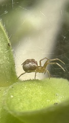 Anelosimus studiosus