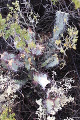 Euphorbia virosa virosa