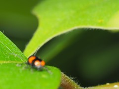 Cryptocephalus quadruplex