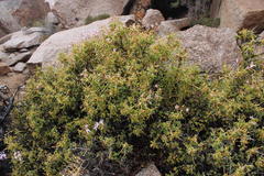Pelargonium spinosum