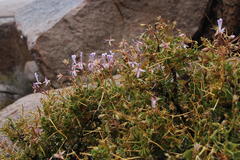 Pelargonium spinosum