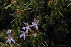 Pelargonium spinosum