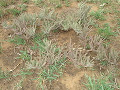 Cyphostemma hereroense