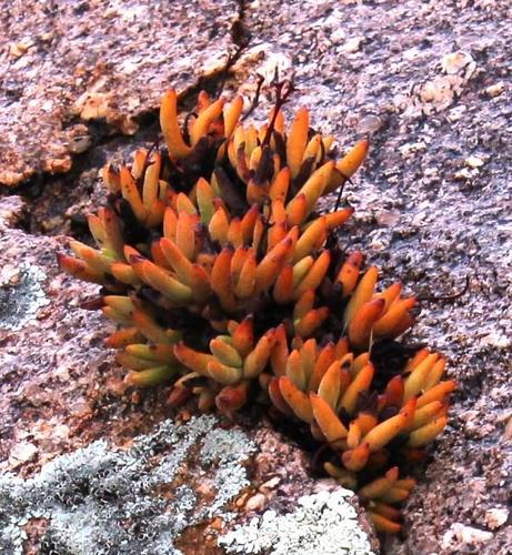 Crassula garibina