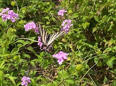 Iphiclides