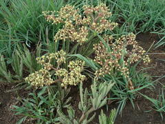 Cyphostemma hereroense