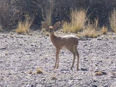 Raphicerus campestris steinhardti