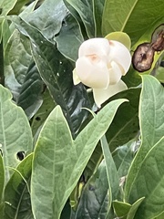 Magnolia coco