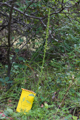 Platanthera michaelii