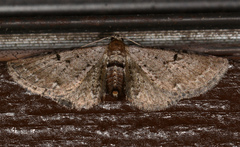 Eupithecia affinata