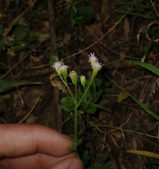 Fleischmannia dissolvens