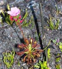 Drosera glabripes