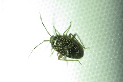 Taedia maculosa