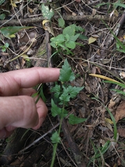 Fleischmannia dissolvens