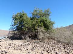 Ziziphus mucronata subsp. mucronata image