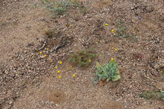 Foveolina dichotoma