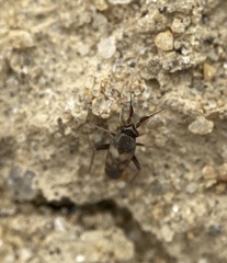Spanagonicus albofasciatus