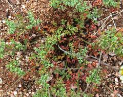 Foveolina dichotoma