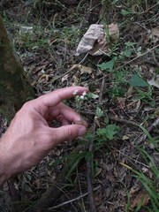 Fleischmannia dissolvens