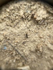 Spanagonicus albofasciatus