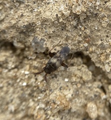 Spanagonicus albofasciatus